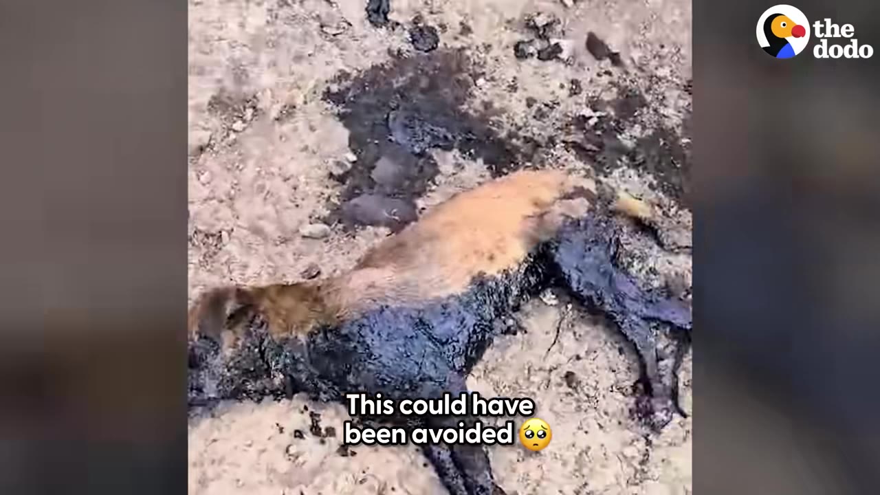 A dog lying on dry, cracked earth, its lower body and legs completely covered in thick, black tar.