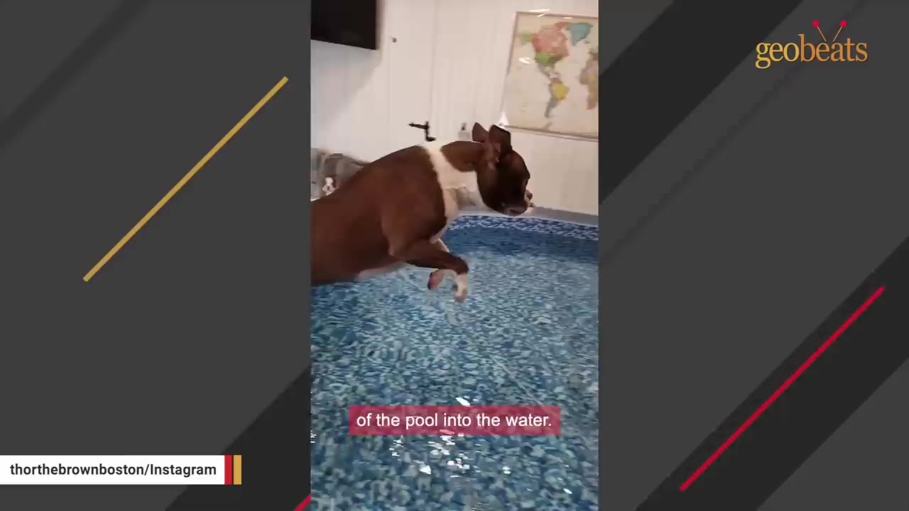 A brown and white Boston Terrier leaps mid-air into an indoor swimming pool.