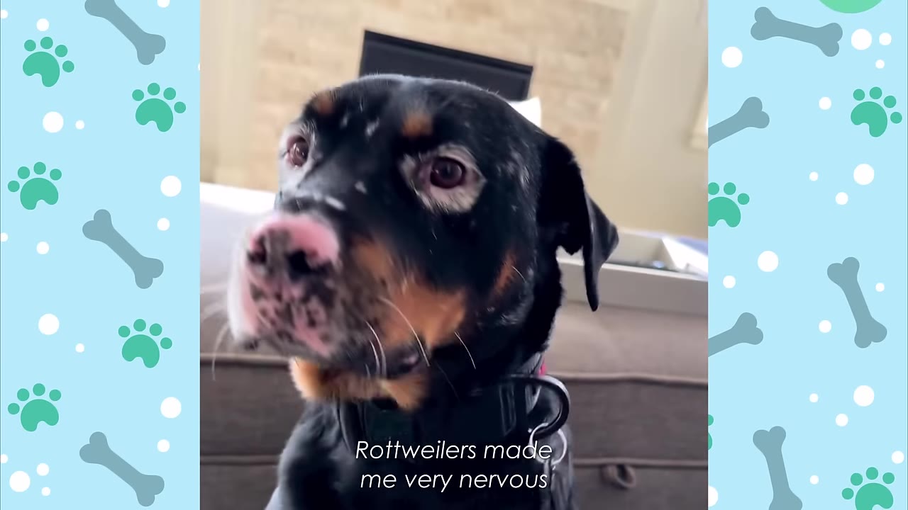 A close-up shot of a black and tan Rottweiler with white vitiligo patches around his eyes and pink nose, looking off-camera.