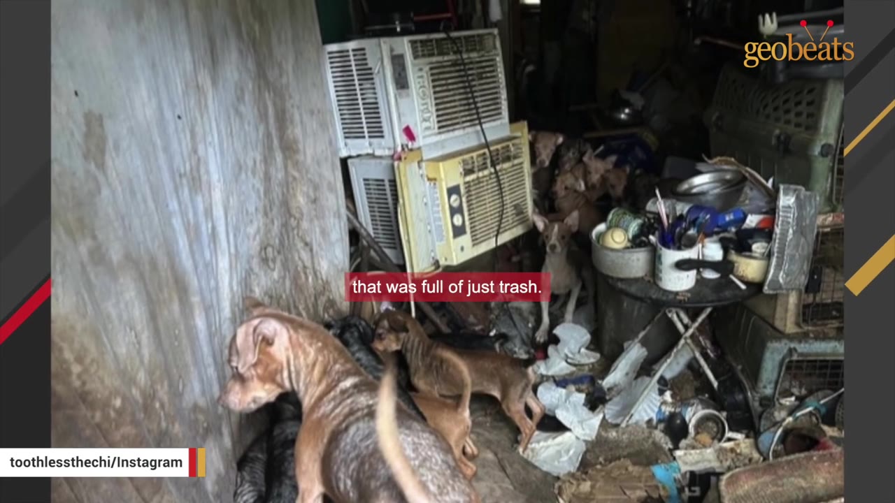 Several dogs stand amidst a cluttered, trash-filled room with old air conditioning units, discarded items, and debris.