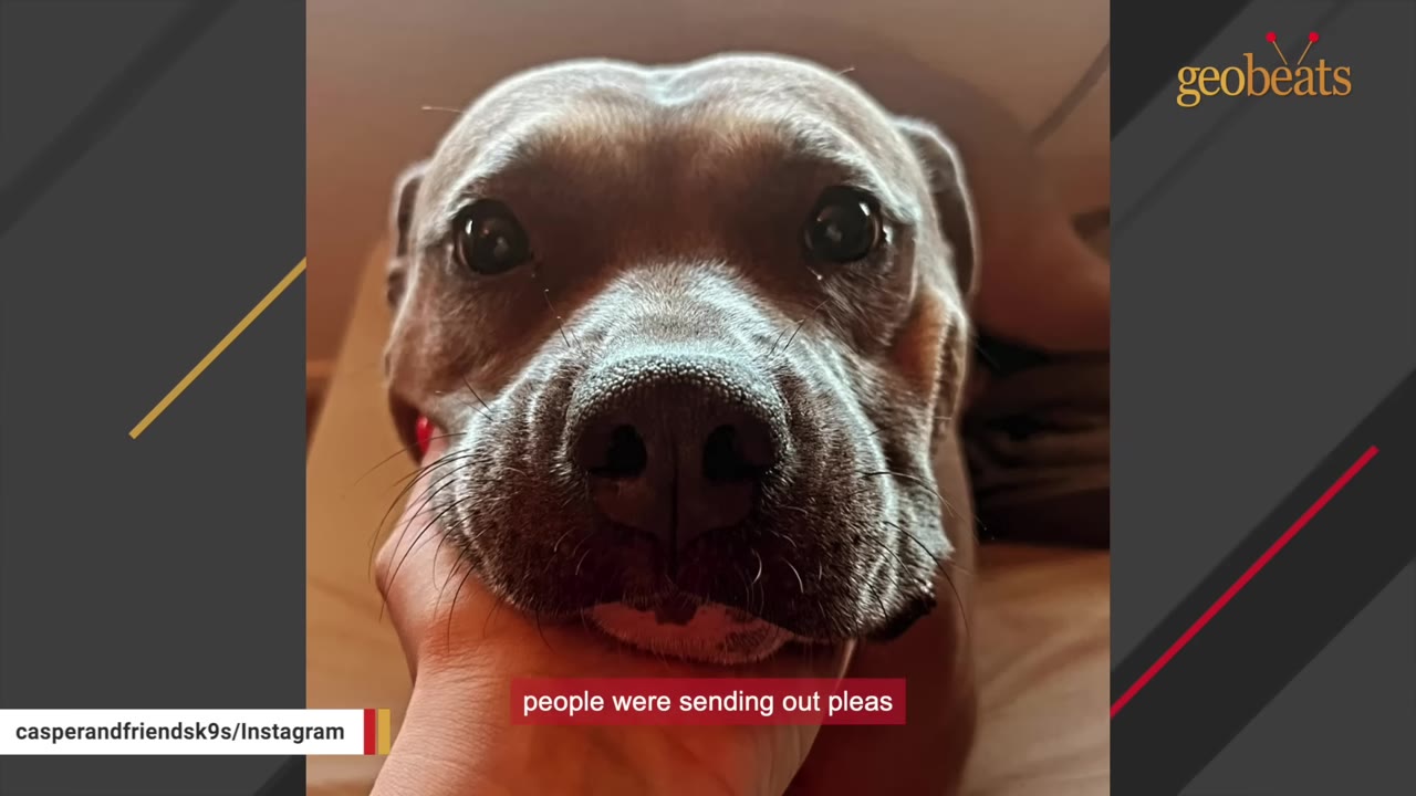 A close-up shot of a brown dog's face resting in a person's hand, with a subtitle that reads 'people were sending out pleas'.