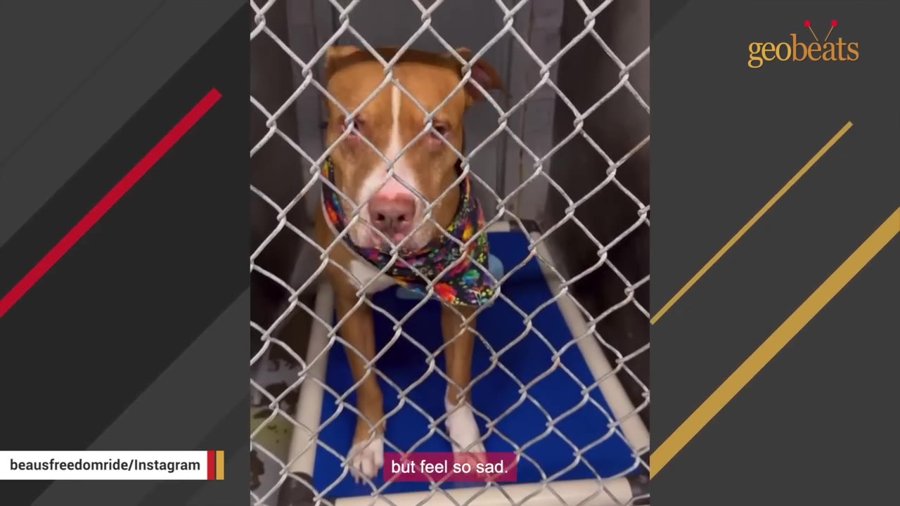 A brown and white dog wearing a colorful bandana looks directly through a chain-link kennel fence with a sad expression.