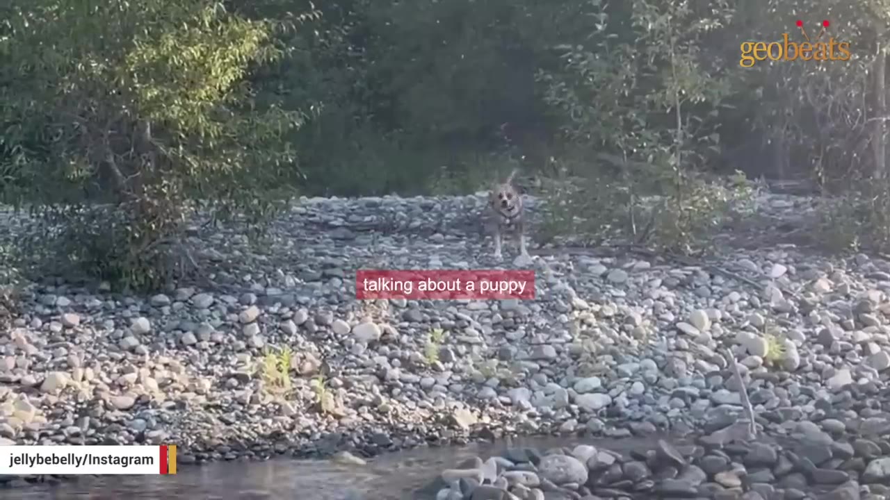 A small dog stands alone on a rocky riverbank with trees in the background.