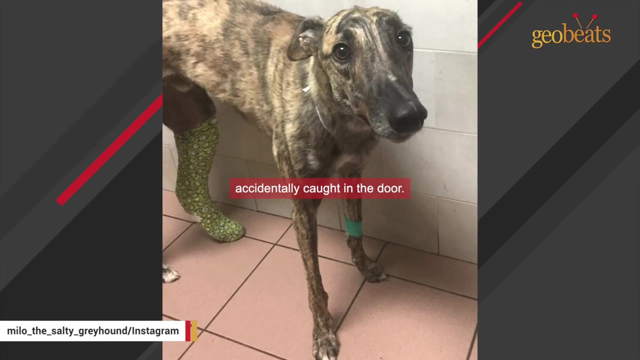 A brindle greyhound stands in a veterinary clinic with a green patterned cast on its rear leg and a green bandage on its front leg.