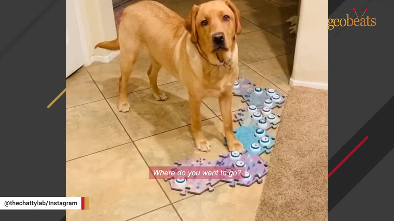 A golden retriever stands on a tiled floor next to several interlocking puzzle-shaped mats containing recordable speech buttons.