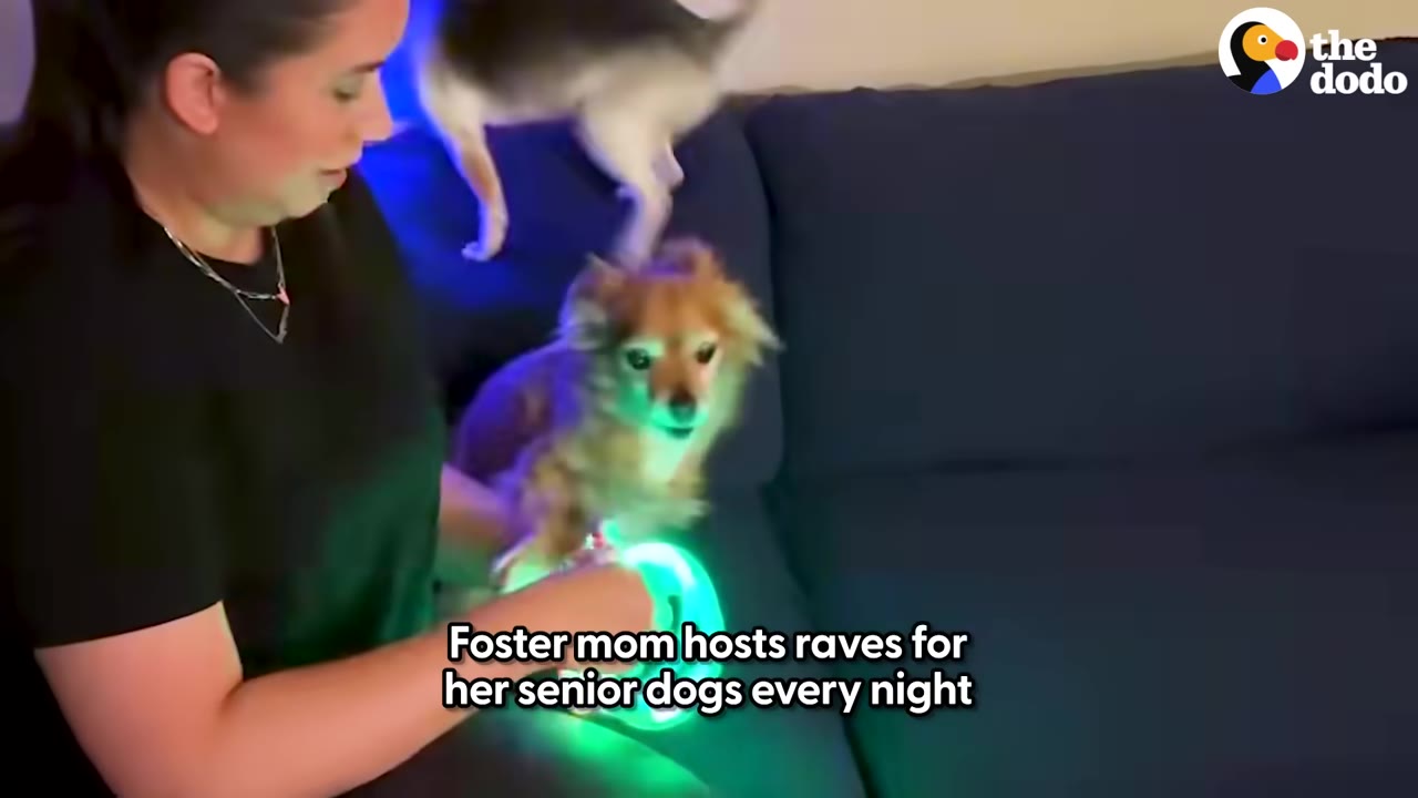A woman sits on a dark blue couch next to a small, long-haired dog wearing a glowing green collar, with another dog visible in the background.