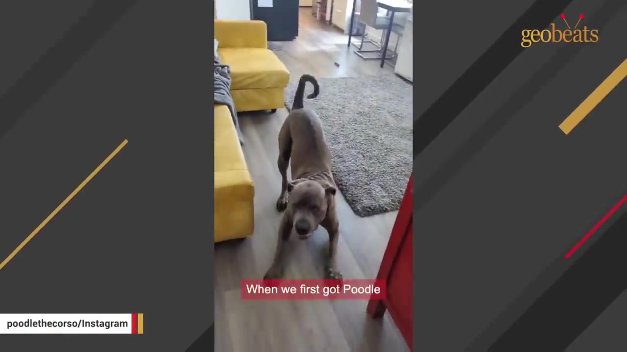 A large grey dog stands in a living room next to a yellow couch, looking towards the camera with a caption that reads 'When we first got Poodle'.