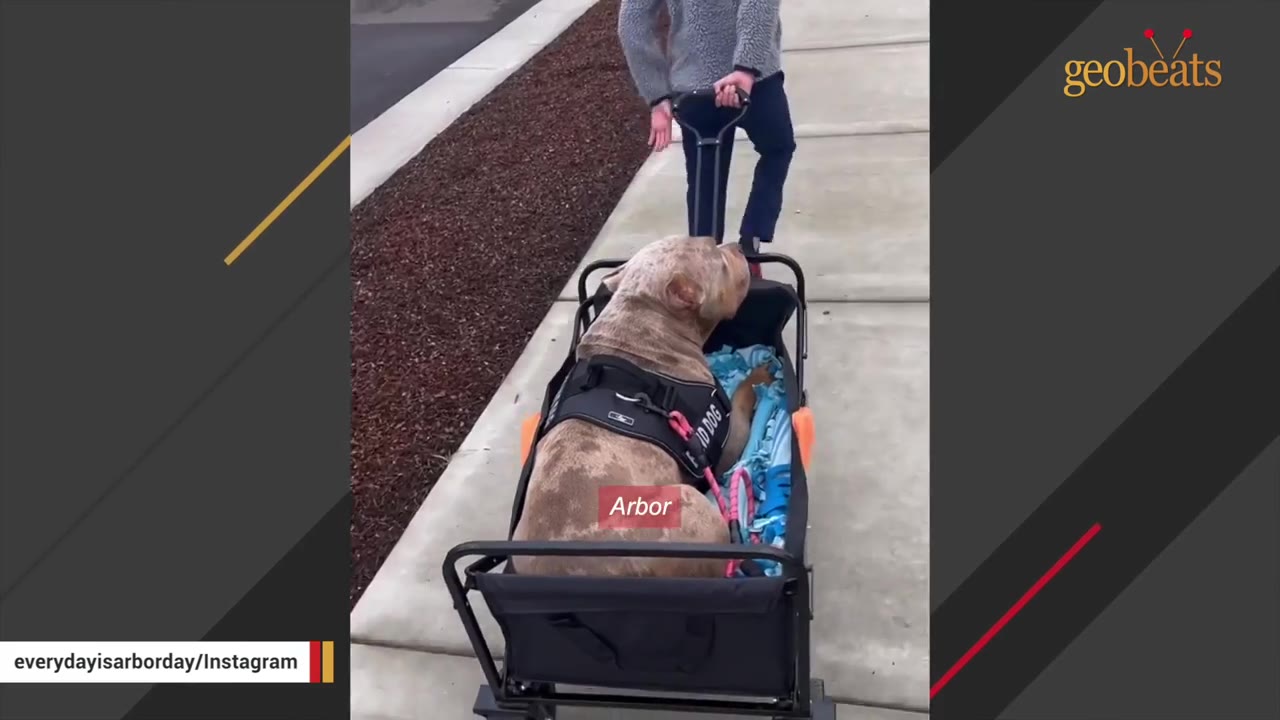 A light brown and grey dog named Arbor wearing a black harness sits in a black wagon with a blue blanket, being pulled by a person on a sidewalk.