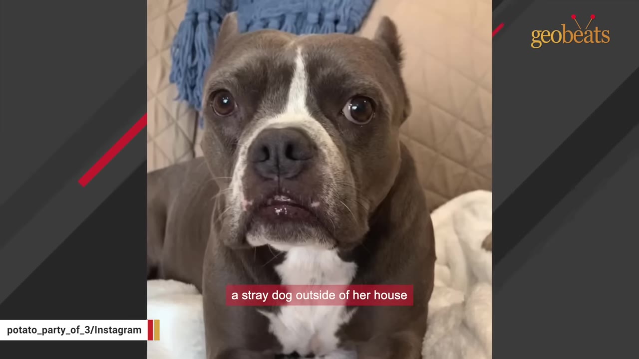 A close-up of a grey and white pit bull-type dog looking directly at the camera with wide eyes.