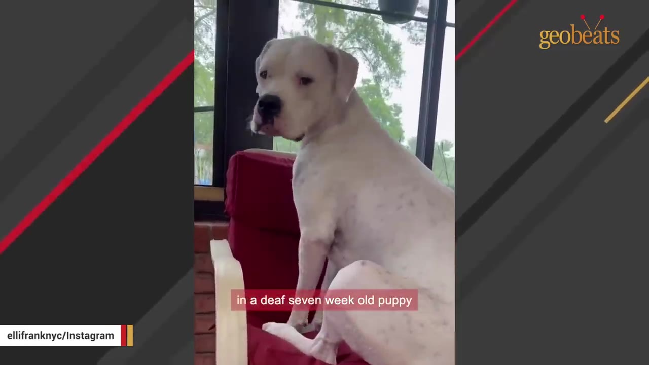 A white dog sits on a red chair and looks back over its shoulder toward the camera.