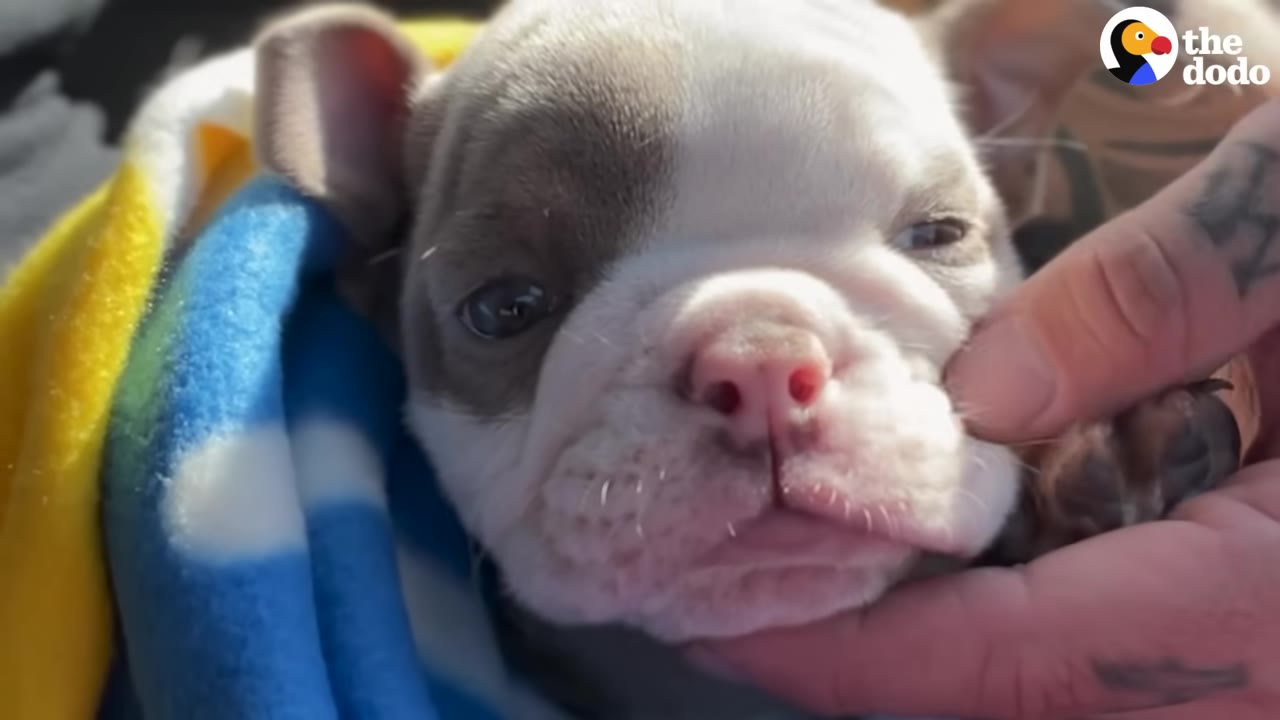 A close-up shot of a tiny, light-colored puppy wrapped in a blue and yellow blanket, with a person's hand gently cradling its chin.