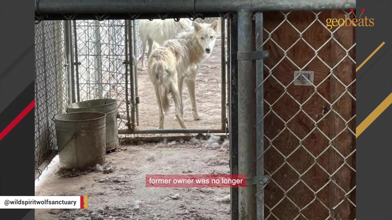 A thin, white wolf dog stands inside a chain-link enclosure, looking back towards the camera.
