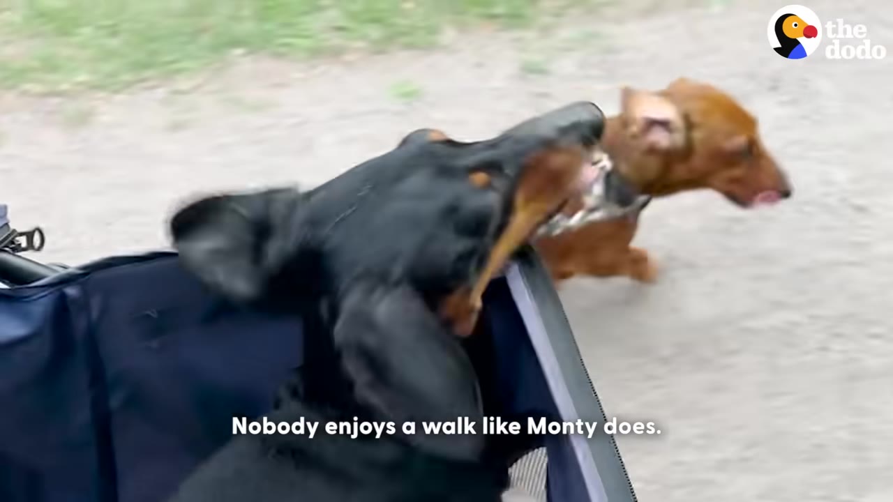 A black and tan dachshund looks up excitedly from a blue stroller while a brown dachshund walks alongside on a path.