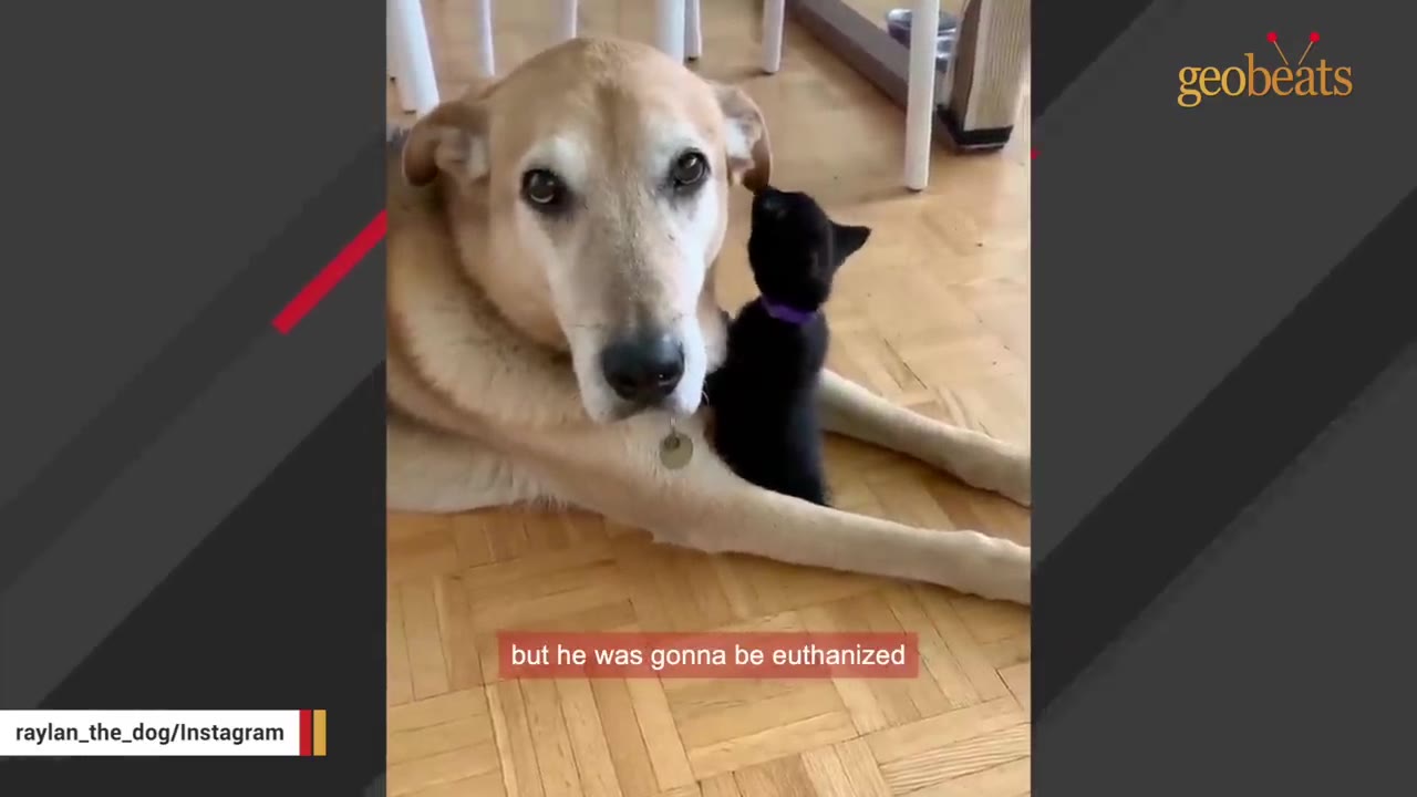 A light brown dog lies on a wooden floor next to a small black kitten, with a subtitle reading 'but he was gonna be euthanized'.