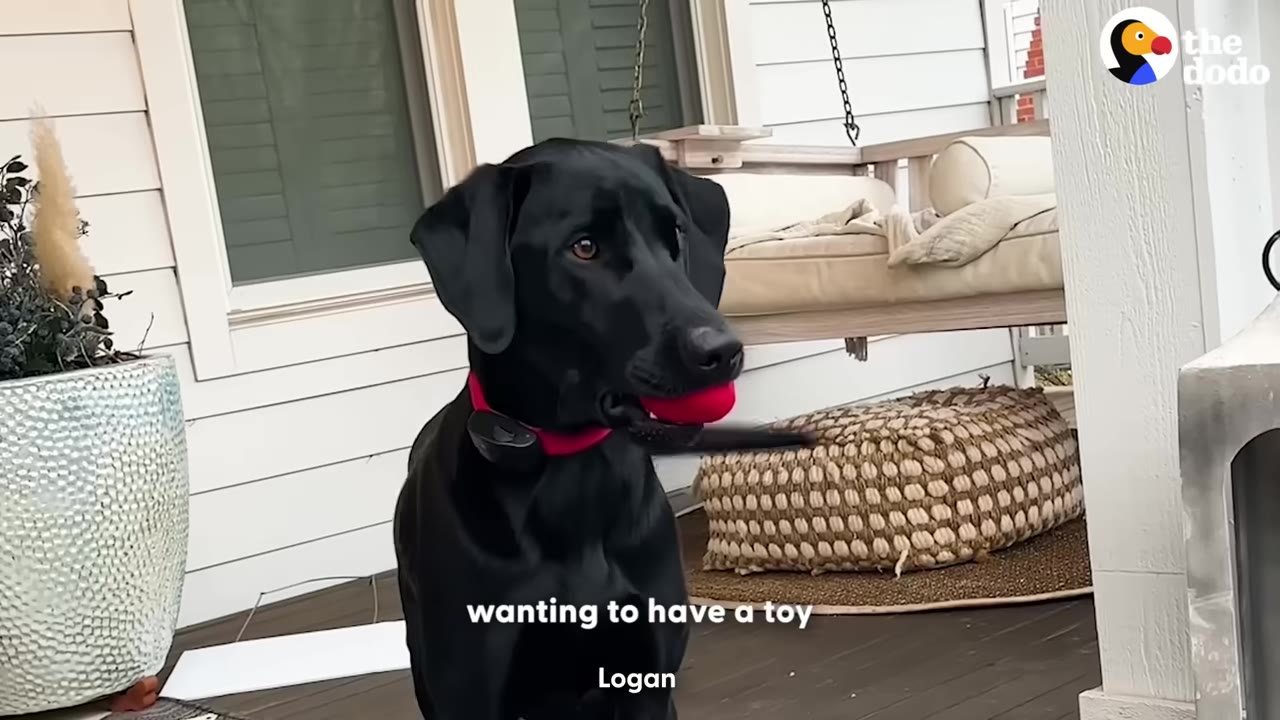 A black dog with a red collar sits on a wooden porch holding a red ball in its mouth, looking off to the side.