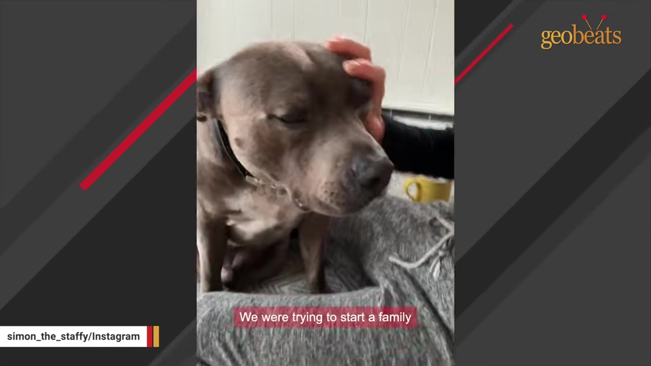 A close-up shot of a grey Staffordshire Bull Terrier sitting on someone's lap and being gently petted on the head, with a text overlay reading 'We were trying to start a family'.