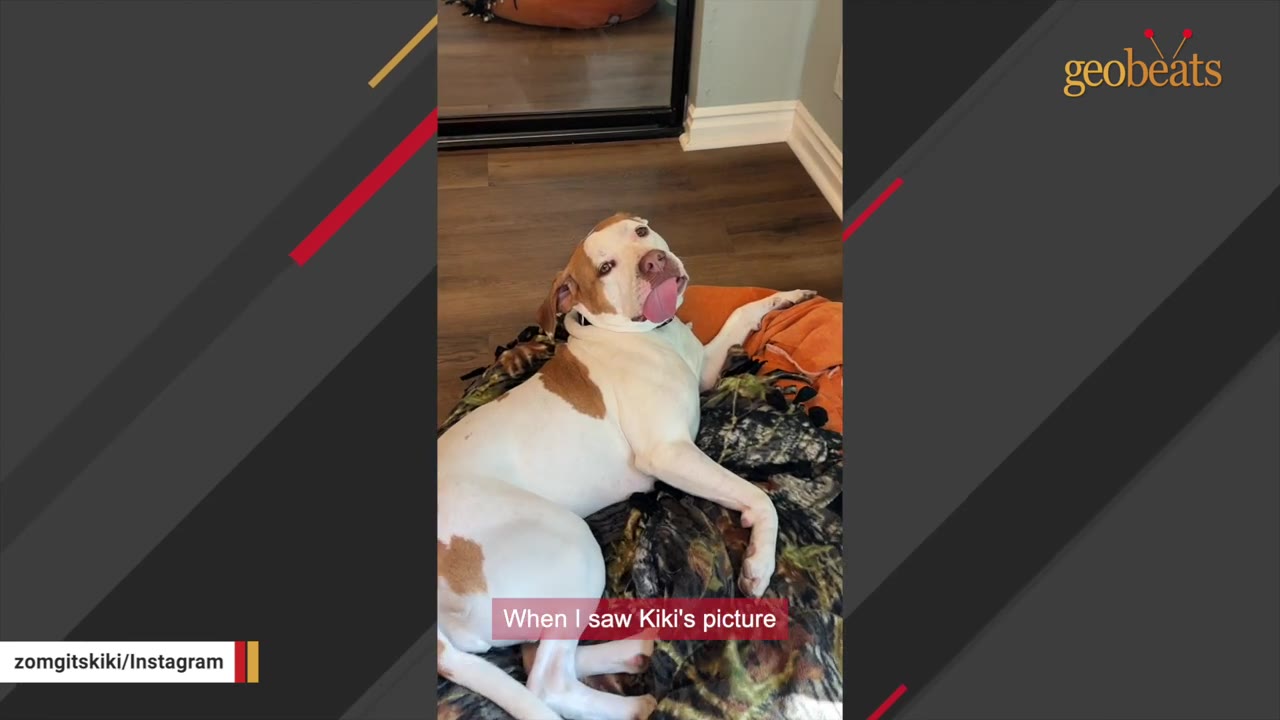 A white and brown dog with its tongue sticking out lies on a camouflage blanket on the floor.