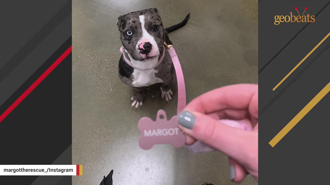 A spotted dog with one blue eye and one dark eye sits on a concrete floor, looking up as a hand holds a pink bone-shaped name tag that reads 'MARGOT'.