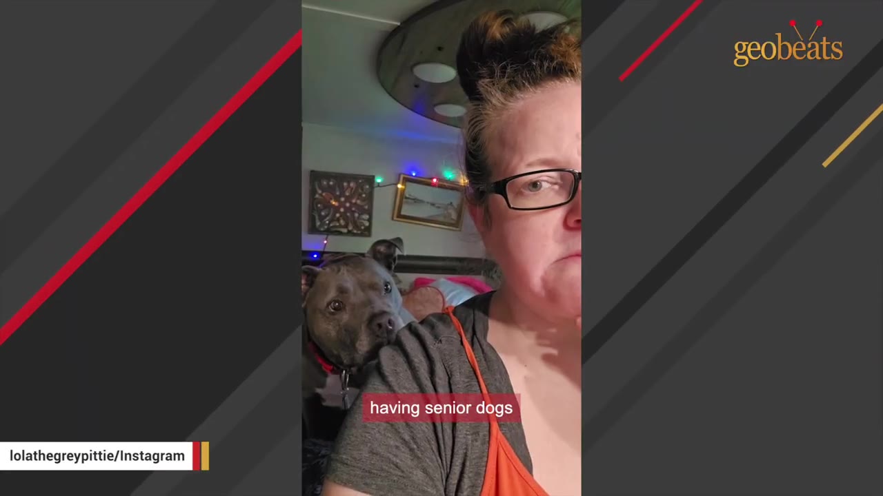 A grey senior pit bull looks over the shoulder of a woman wearing glasses.