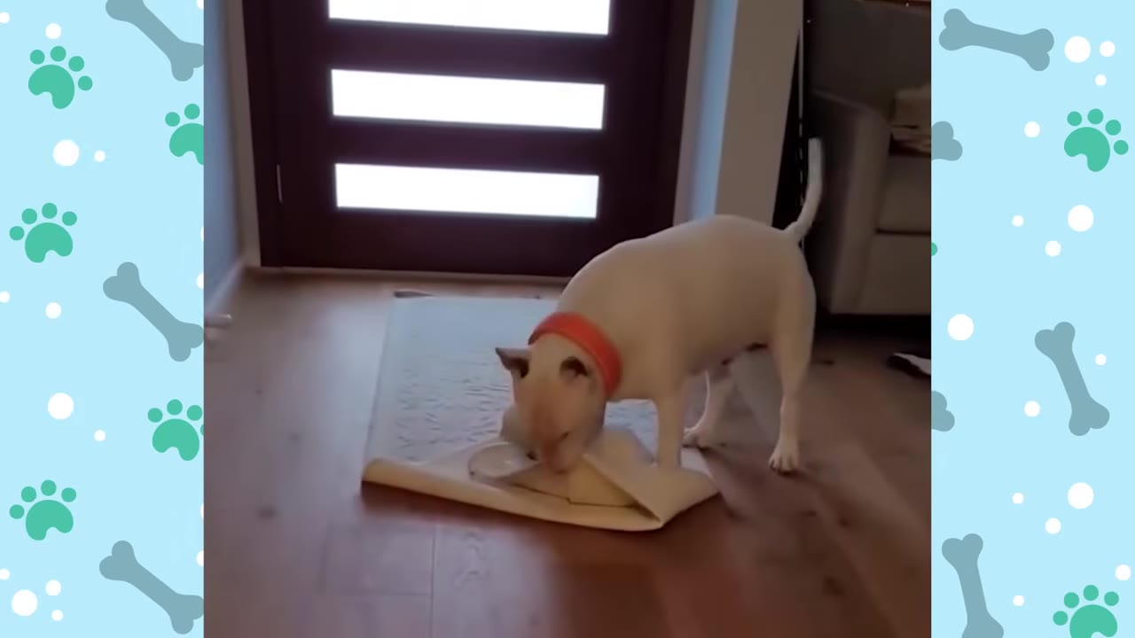 A white bull terrier wearing an orange collar stands on a small rug indoors near a wooden door.