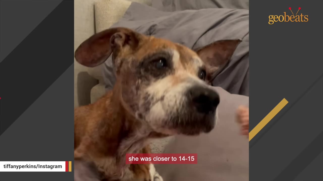 A close-up of an elderly brown and white dog looking off-camera with a gentle expression.