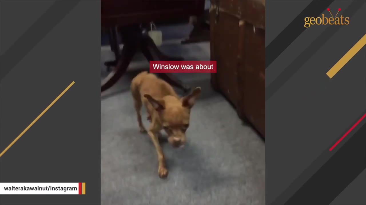 A small, thin brown Chihuahua mix walks on a grey carpeted floor, looking fragile.