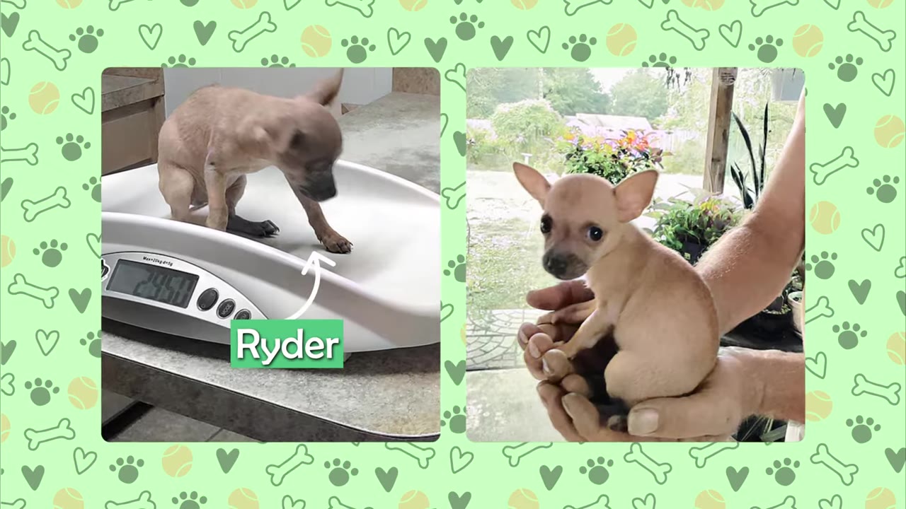 A split-screen image showing a tiny tan puppy named Ryder being weighed on a digital scale on the left, and sitting in a person's cupped hands on the right.