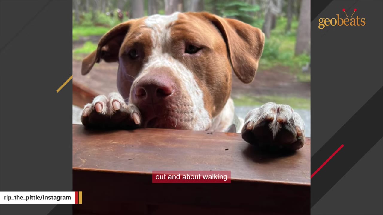 A close-up of a brown and white pit bull looking over a wooden railing with its paws resting on the edge.