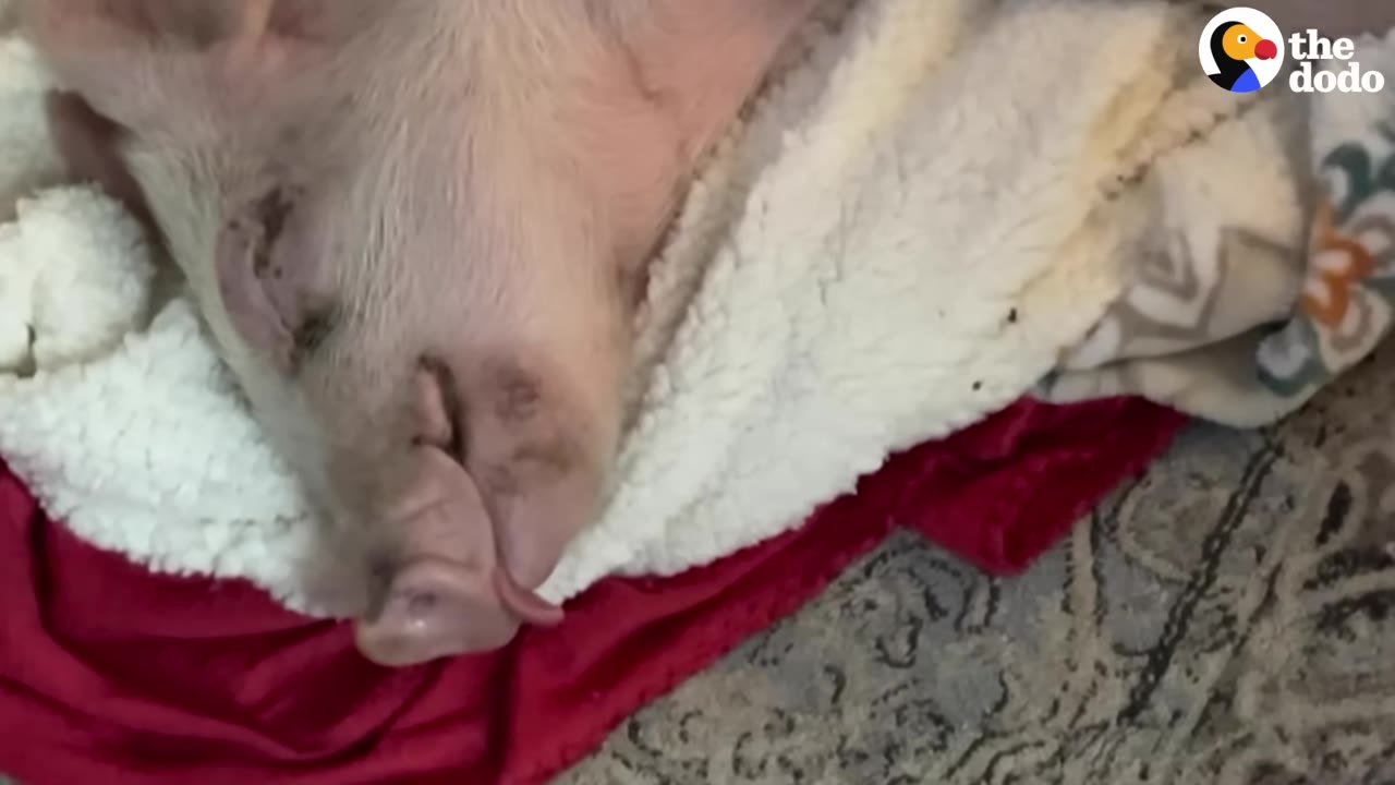 A close-up of a small pink piglet resting its head on a soft white blanket.