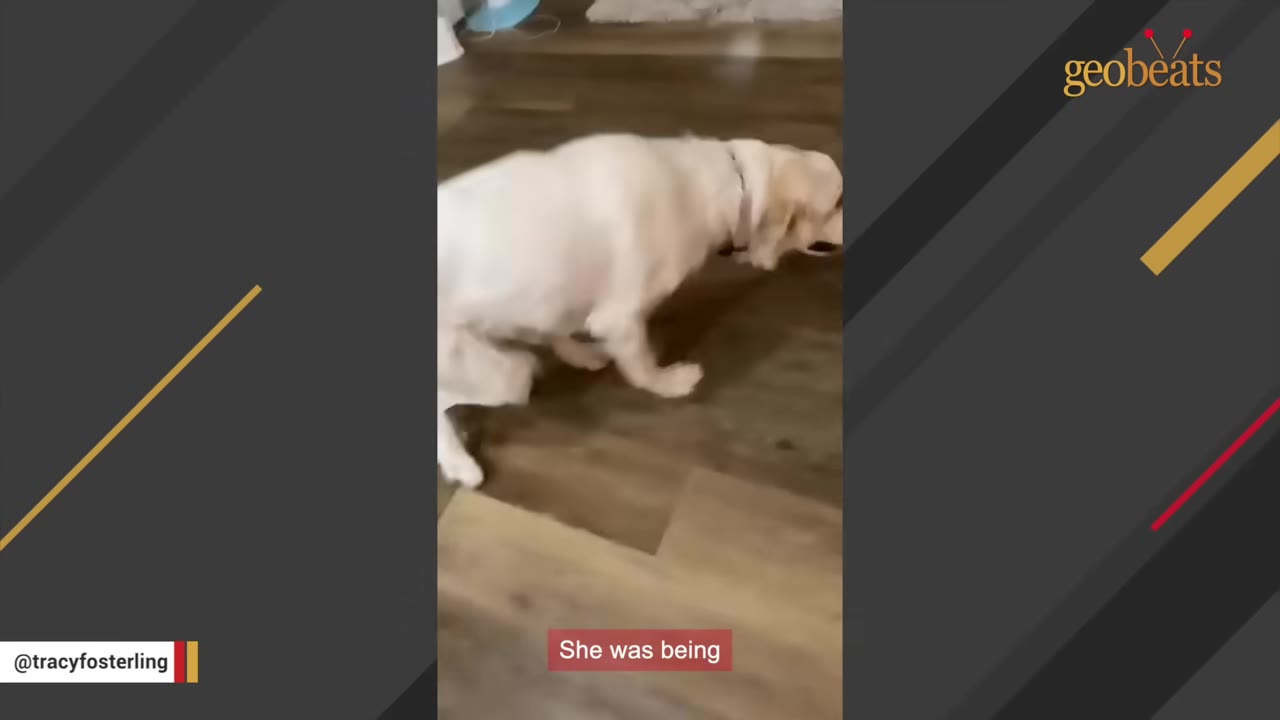 A white Great Pyrenees dog struggling to stand on its hind legs on a wooden floor.
