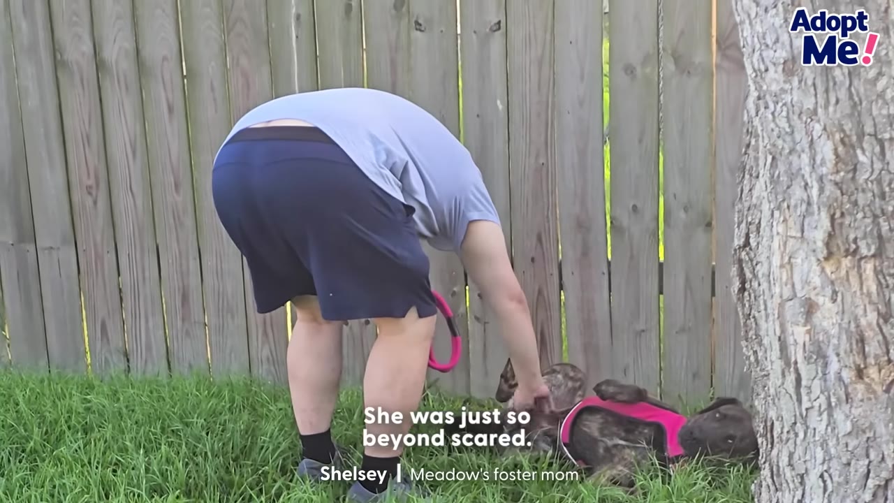 A person in a grey shirt and dark shorts bends over a brindle dog wearing a pink harness lying on its back in the grass next to a wooden fence.
