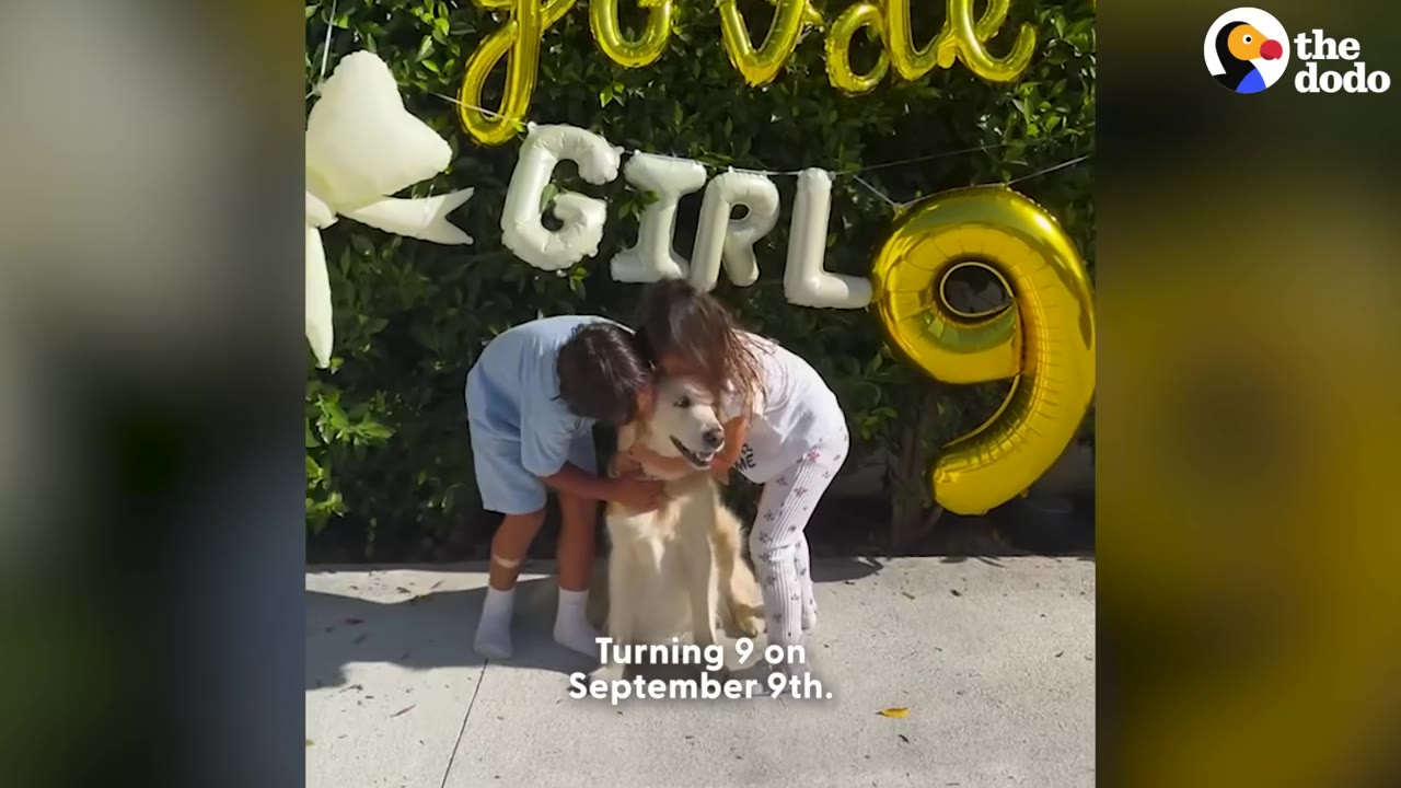 A golden retriever sits between two young children who are hugging her, in front of a green hedge decorated with gold balloons spelling out 'GIRL' and a large gold number '9' balloon.