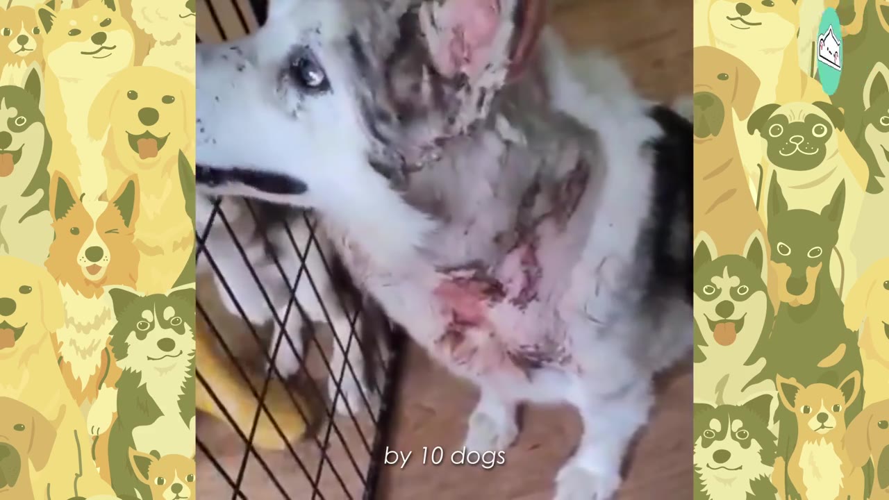 A fluffy white and grey dog with visible wounds and matted fur on its neck and chest stands near a wire fence.