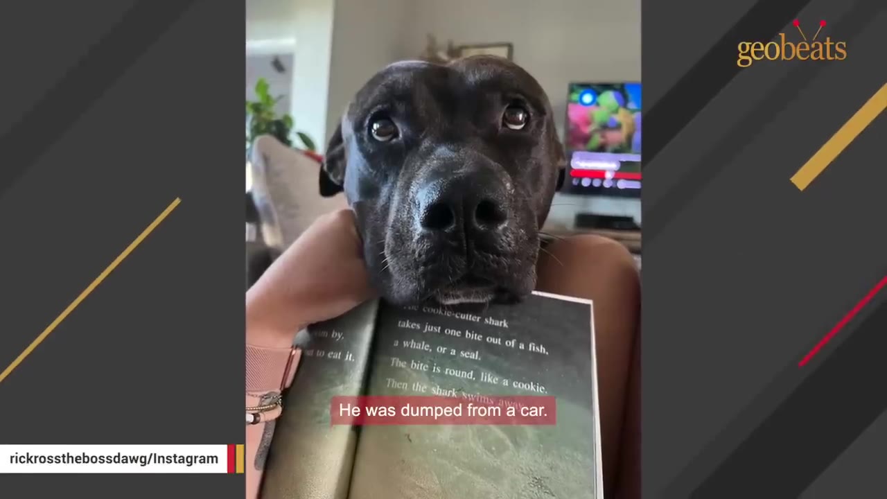 A close-up of a black dog resting its chin on an open book, looking up with sad, soulful eyes.