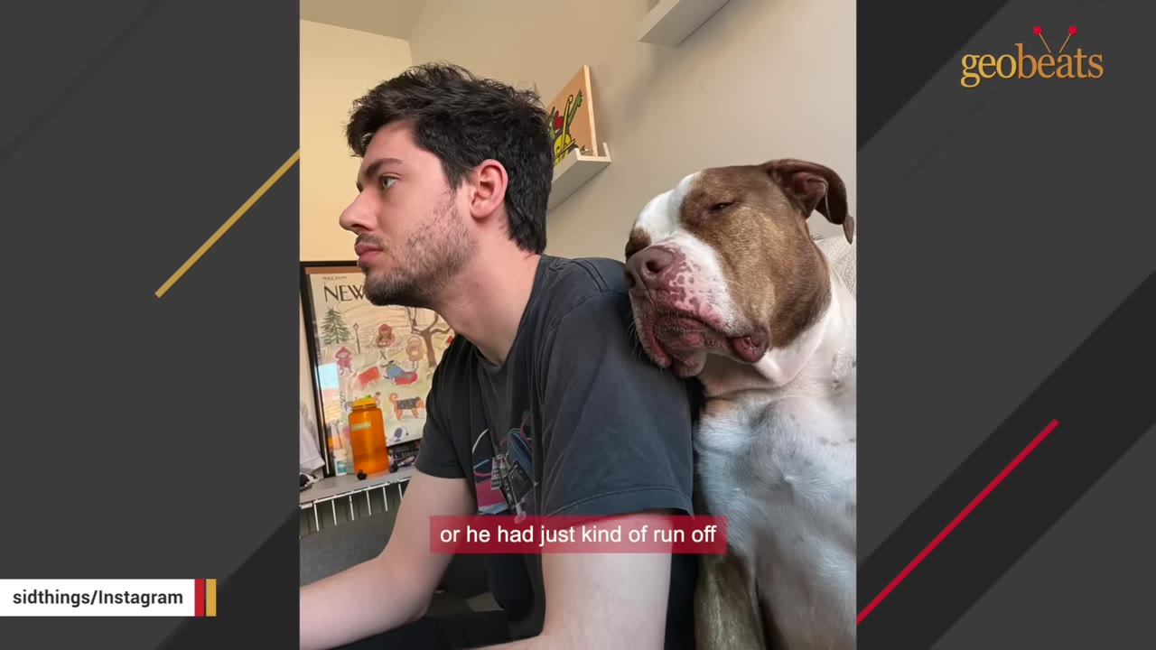 A brown and white dog rests its head sadly against a man's back as he sits looking forward.