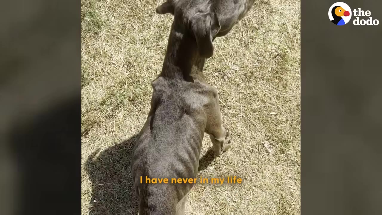 A high-angle shot of an extremely emaciated grey dog standing on dry grass, with its ribs and spine clearly visible through its thin coat.