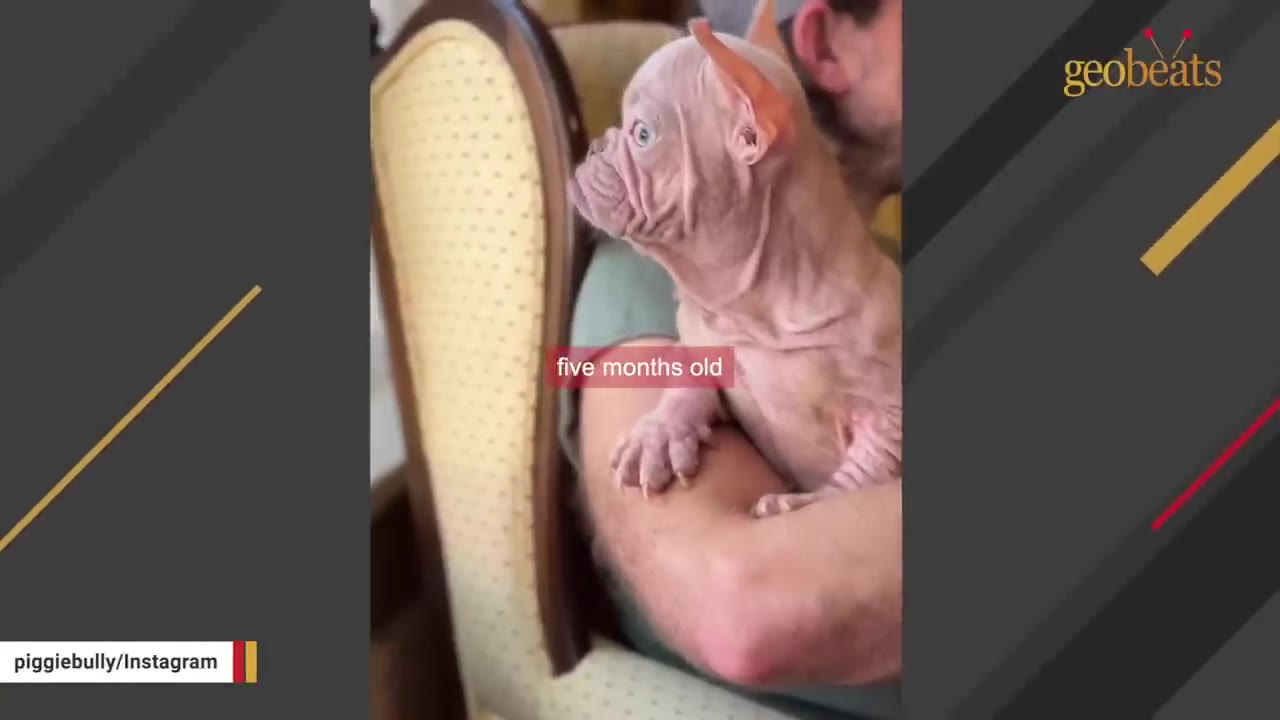 A hairless light pink puppy with large ears is held in someone's arms next to a chair, with a text overlay that reads 'five months old'.