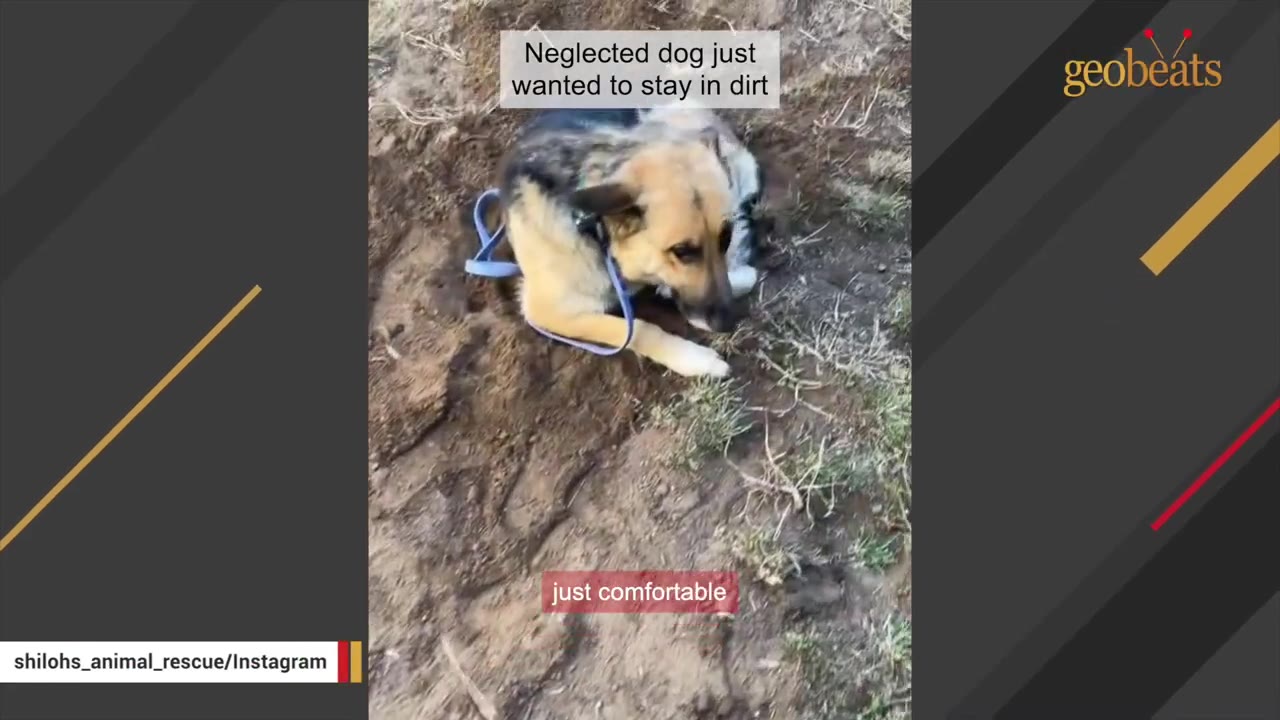 A German Shepherd dog wearing a blue leash lies curled up on a patch of dirt and dry grass.