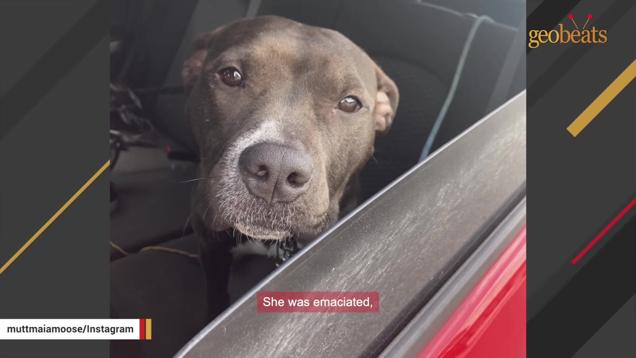 A close-up shot of a brown pit bull-type dog looking out of a car window with a sad expression.