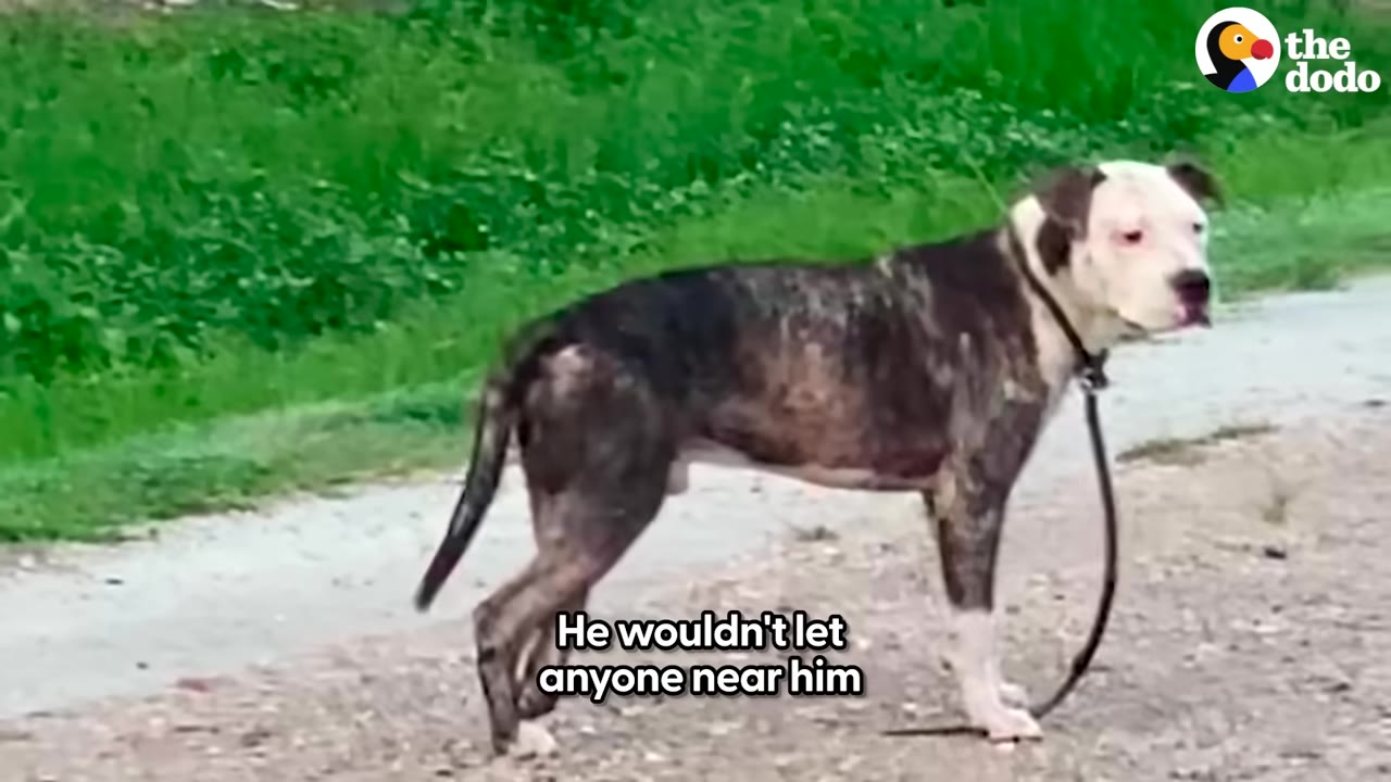 A brindle and white dog stands on a dirt path with a leash attached, looking warily to the side.