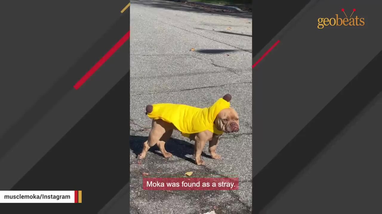 A small brown dog wearing a yellow banana costume stands on an asphalt road.