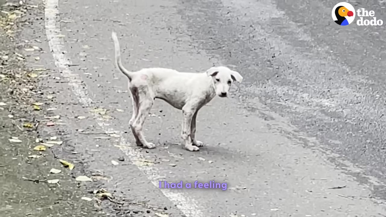 A thin, white dog stands alone on the side of a paved road, looking toward the camera.