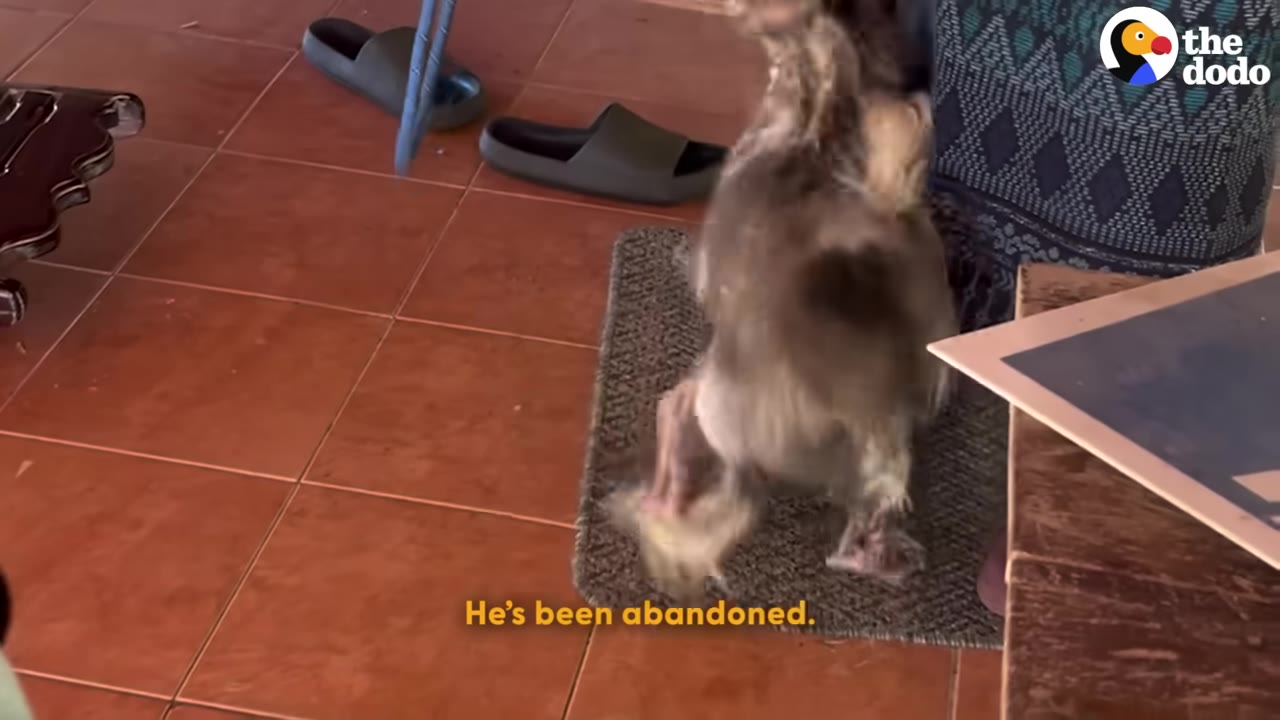 A small, neglected dog with patchy fur stands on a small grey mat on a tiled floor, with the text 'He's been abandoned.' displayed at the bottom.
