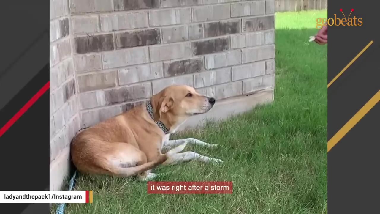 A light brown dog with a collar lies on the grass against a brick wall, looking up cautiously.