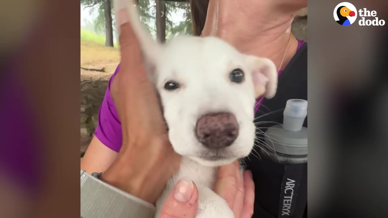 A close-up of a wet, white puppy with a pinkish nose being gently held and petted by a person.