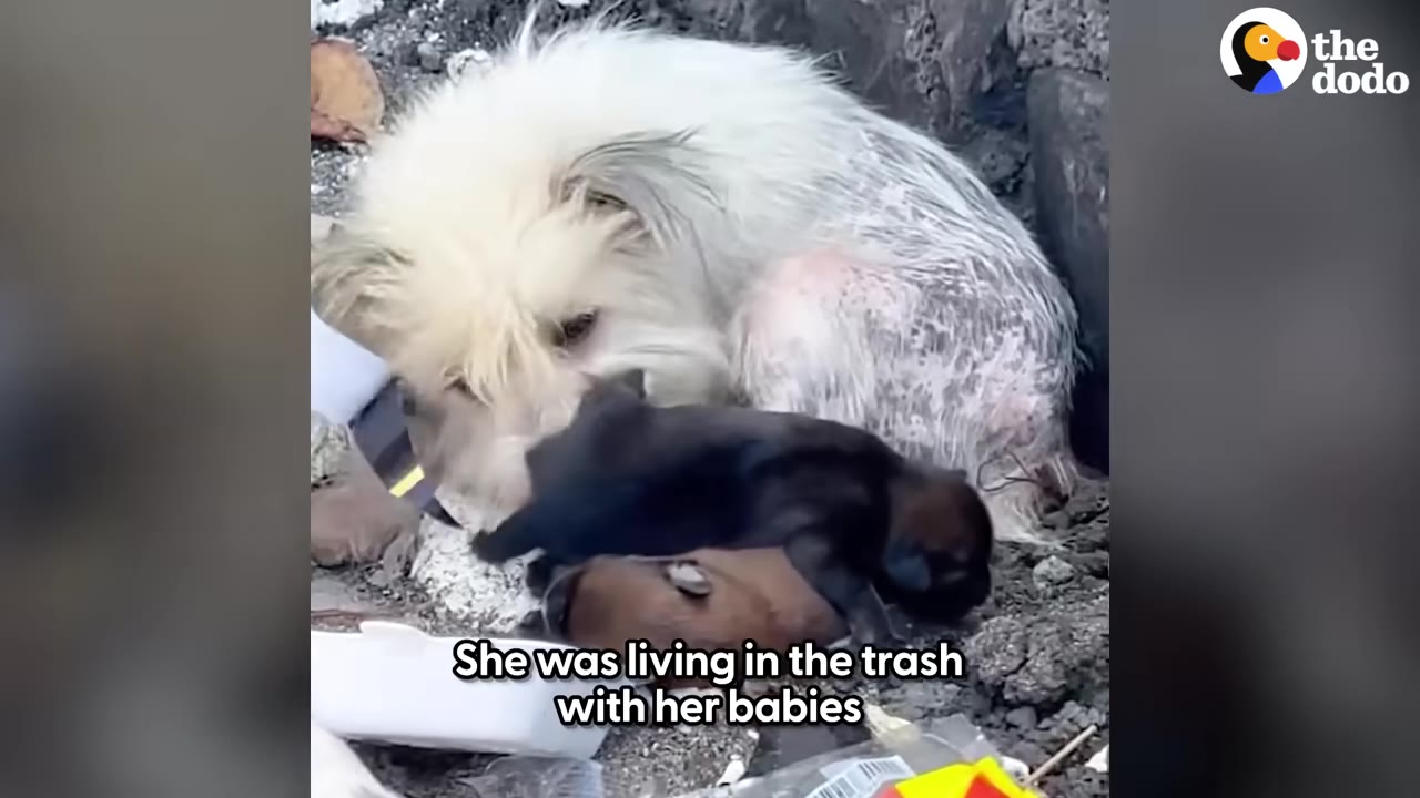 A scruffy, white mother dog huddled on dirt and trash, looking down protectively at her small, dark-furred puppies.