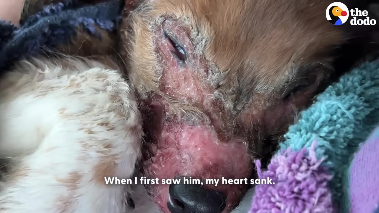 A close-up shot of a small brown and white puppy with severe skin irritation, scabbing, and hair loss around its eyes and snout, resting on a colorful blanket.