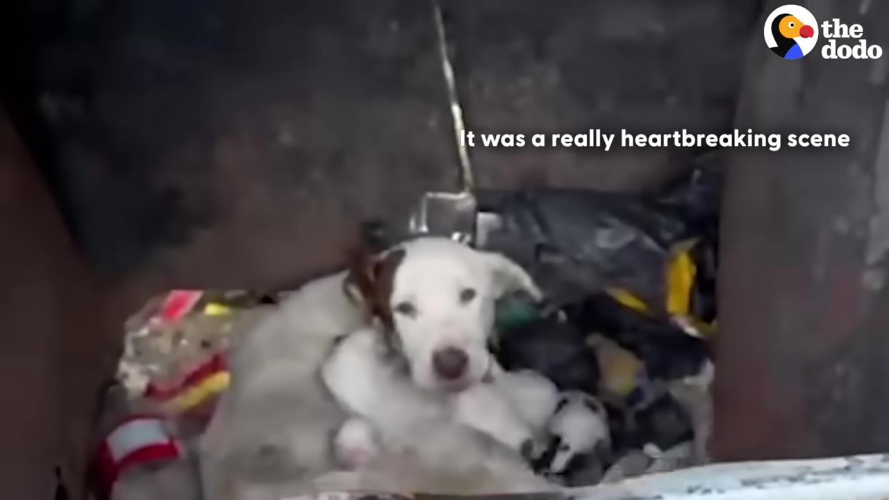 A white dog with a brown patch on its ear lies in a pile of garbage bags and trash inside a dumpster, looking up with sad eyes.