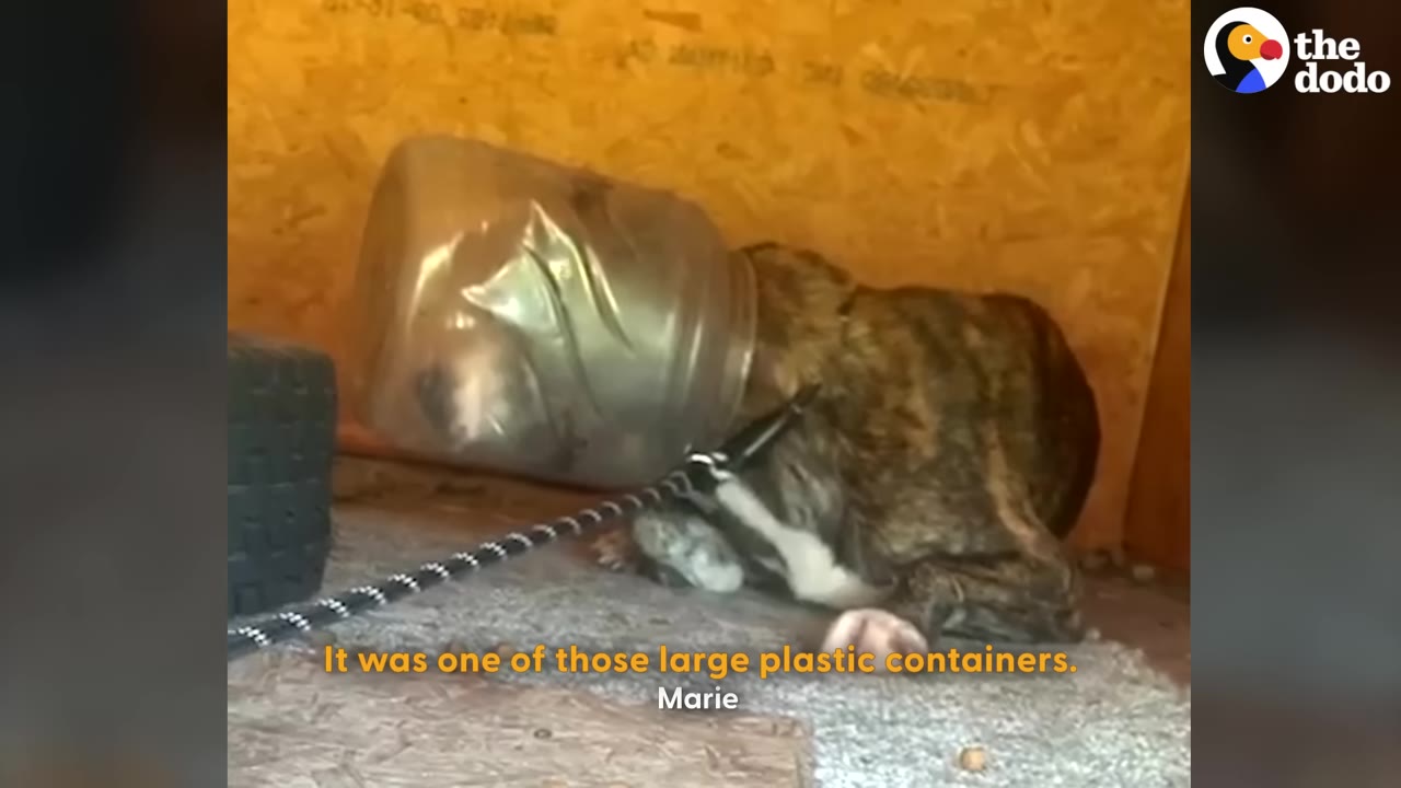 A brindle dog lying down inside a wooden shelter with its head stuck inside a large, clear plastic container.
