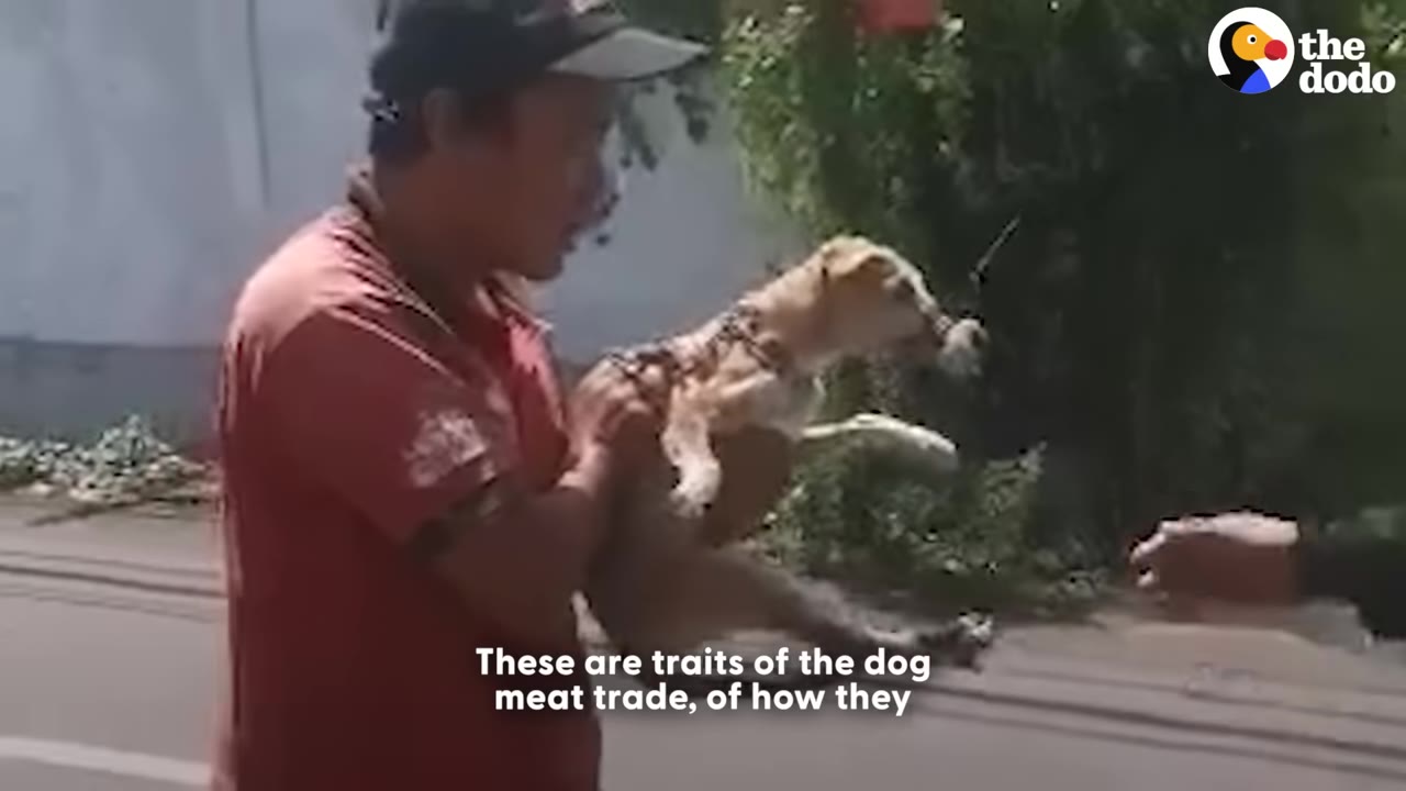 A man in a red shirt and cap stands on the side of a road, holding a small tan dog whose mouth is bound.